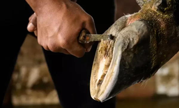 podologia-ganado-bovino-lechero podologia-ganado-bovino-lechero