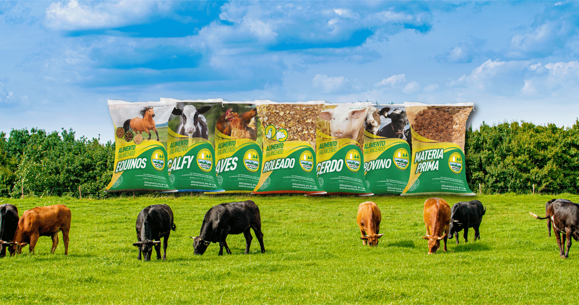 Alimentos balanceados