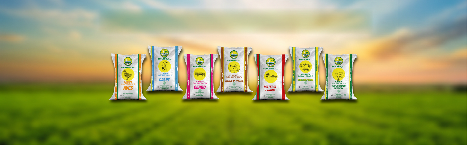 Banner con el texto 'Nuestros Concentrados' que muestra la línea de siete sacos de alimento balanceado de Cooleche, R.L., incluyendo productos para Aves, Calfy, Cerdo, Cría y Ceba, Materia Prima, Multiespecies y Producción Lechera, sobre el fondo de un campo verde al atardecer."